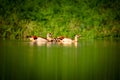 Summer Egyptian Goose (Alopochen aegyptiacus Royalty Free Stock Photo