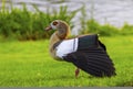 Egyptian goose, alopochen aegyptiacus Royalty Free Stock Photo