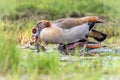 Egyptian goose bird couple mating