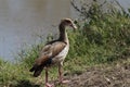 Egyptian goose bird by the river