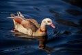 The Egyptian goose on blue water