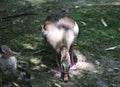 Egyptian goose with chick