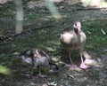 Egyptian goose with chick