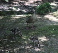 Egyptian goose with chick