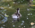 Egyptian goose chick