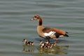 Egyptian goose with chicks