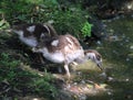 Egyptian goose chicks