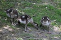 Egyptian goose chicks