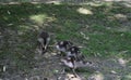 Egyptian goose chicks