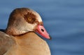 Egyptian goose close up