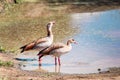 Egyptian goose cute couple birds on the Ngorongoro Conservation Area lake bank, Tanzania, Eastern Africa