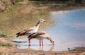 Egyptian goose cute couple birds on the Ngorongoro Conservation Area lake bank, Tanzania, Eastern Africa