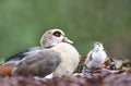 Egyptian goose with a cute little gosling Royalty Free Stock Photo