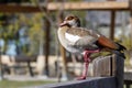 Egyptian Goose duck standing on a one leg on wooden fence