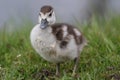 Egyptian goose duckling standing in the grass Royalty Free Stock Photo