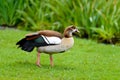 An Egyptian goose