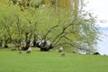 Egyptian goose family with cute goslings (Alopochen aegyptiaca) eating grass in the meadow Royalty Free Stock Photo