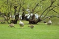 Egyptian goose family with cute goslings (Alopochen aegyptiaca) eating grass in the meadow Royalty Free Stock Photo