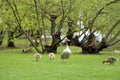 Egyptian goose family with cute goslings (Alopochen aegyptiaca) eating grass in the meadow Royalty Free Stock Photo