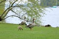 Egyptian goose family with cute goslings (Alopochen aegyptiaca) eating grass in the meadow Royalty Free Stock Photo