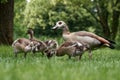 Egyptian goose family with cute goslings in grass Royalty Free Stock Photo