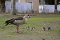 Egyptian goose family with many cute goslings Alopochen aegyptiaca eating grass in the meadow. Young chicks protected by mother Royalty Free Stock Photo