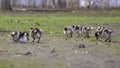 Egyptian goose family with many cute goslings Alopochen aegyptiaca eating grass in the meadow. Young chicks protected by mother Royalty Free Stock Photo