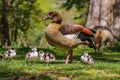 Egyptian goose family with many cute goslings (Alopochen aegyptiaca) eating grass in the meadow. Royalty Free Stock Photo