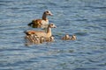 An Egyptian goose family with seven offsprings Royalty Free Stock Photo