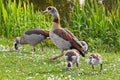 Egyptian goose family in spring Royalty Free Stock Photo