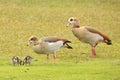 An Egyptian goose famiy Royalty Free Stock Photo