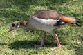 Egyptian Goose feeding on a lawn