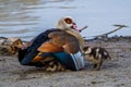 Egyptian goose, female with its cute chicks at lake Royalty Free Stock Photo