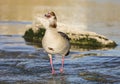 Egyptian goose fishing in the river