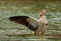 Egyptian goose flapping wings in water.