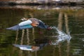 Egyptian goose in flight with wings spread out