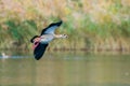 Egyptian goose flying over lake on reeds background