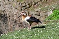 Egyptian Goose, The Friars - Aylesford Priory, Maidstone, Kent, England, UK Royalty Free Stock Photo