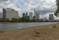 Egyptian goose in front of the skyline in Frankfurt am Main, Germany