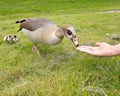 Egyptian Goose Geese flooding River Thames Royalty Free Stock Photo