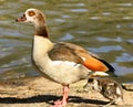 Egyptian Goose with gosling Royalty Free Stock Photo