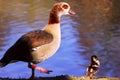Egyptian Goose with gosling Royalty Free Stock Photo