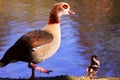 Egyptian Goose with gosling Royalty Free Stock Photo