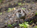 Egyptian Goose Gosling Foraging for Food Royalty Free Stock Photo