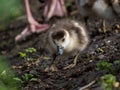 Egyptian Goose Gosling Foraging with Parent Bird Feet in Background Royalty Free Stock Photo
