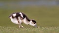 Egyptian Goose (gosling) Royalty Free Stock Photo