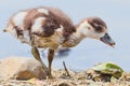 Egyptian Goose Gosling Profile Royalty Free Stock Photo