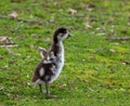 Egyptian Goose Gosling Standing Tall and Flapping Wings Royalty Free Stock Photo