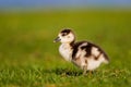 Egyptian goose gosling walking away from the water towards its mother in London Royalty Free Stock Photo