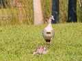 Egyptian goose with gosling (Alopochen aegyptiaca) in Florida Everglades, United States Royalty Free Stock Photo